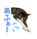 蘭丸のうちな〜ぐち（個別スタンプ：14）