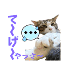 蘭丸のうちな〜ぐち（個別スタンプ：17）