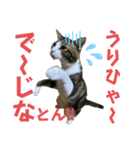 蘭丸のうちな〜ぐち（個別スタンプ：18）