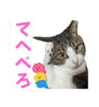 蘭丸のうちな〜ぐち（個別スタンプ：22）