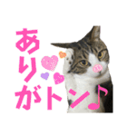 蘭丸のうちな〜ぐち（個別スタンプ：24）