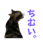 蘭丸のうちな〜ぐち（個別スタンプ：29）