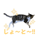 蘭丸のうちな〜ぐち（個別スタンプ：30）