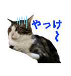 蘭丸のうちな〜ぐち（個別スタンプ：31）
