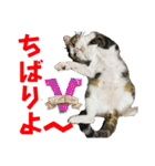 蘭丸のうちな〜ぐち（個別スタンプ：33）