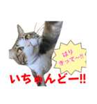 蘭丸のうちな〜ぐち（個別スタンプ：34）