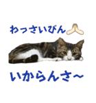 蘭丸のうちな〜ぐち（個別スタンプ：35）