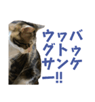 蘭丸のうちな〜ぐち（個別スタンプ：36）