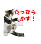 蘭丸のうちな〜ぐち（個別スタンプ：38）