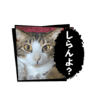 蘭丸のうちな〜ぐち（個別スタンプ：40）