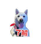 まめのスタンプですが（個別スタンプ：7）