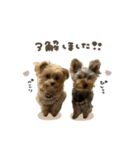 ぱんちゃん♡ぽぽちゃんスタンダード（個別スタンプ：1）