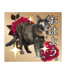 みそこぶ劇場：うちの猫（個別スタンプ：1）