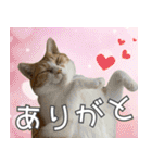 みそこぶ劇場：うちの猫（個別スタンプ：3）