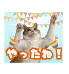 みそこぶ劇場：うちの猫（個別スタンプ：4）