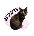 みそこぶ劇場：うちの猫（個別スタンプ：5）