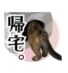 みそこぶ劇場：うちの猫（個別スタンプ：6）