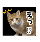 みそこぶ劇場：うちの猫（個別スタンプ：7）
