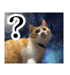 みそこぶ劇場：うちの猫（個別スタンプ：9）