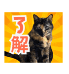 みそこぶ劇場：うちの猫（個別スタンプ：10）