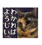 みそこぶ劇場：うちの猫（個別スタンプ：11）