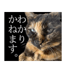 みそこぶ劇場：うちの猫（個別スタンプ：12）