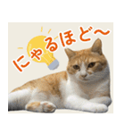 みそこぶ劇場：うちの猫（個別スタンプ：13）