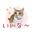 みそこぶ劇場：うちの猫（個別スタンプ：14）
