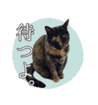 みそこぶ劇場：うちの猫（個別スタンプ：15）