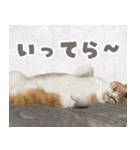 みそこぶ劇場：うちの猫（個別スタンプ：16）