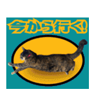 みそこぶ劇場：うちの猫（個別スタンプ：17）