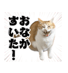みそこぶ劇場：うちの猫（個別スタンプ：18）