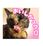 みそこぶ劇場：うちの猫（個別スタンプ：19）