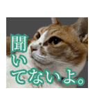 みそこぶ劇場：うちの猫（個別スタンプ：20）