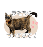みそこぶ劇場：うちの猫（個別スタンプ：21）