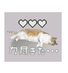 みそこぶ劇場：うちの猫（個別スタンプ：22）