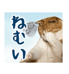 みそこぶ劇場：うちの猫（個別スタンプ：23）