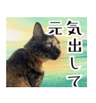 みそこぶ劇場：うちの猫（個別スタンプ：24）