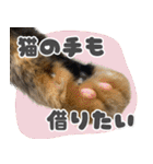 みそこぶ劇場：うちの猫（個別スタンプ：27）