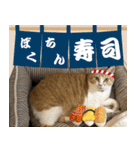 みそこぶ劇場：うちの猫（個別スタンプ：29）