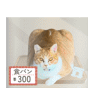 みそこぶ劇場：うちの猫（個別スタンプ：32）