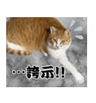 みそこぶ劇場：うちの猫（個別スタンプ：34）