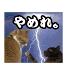 みそこぶ劇場：うちの猫（個別スタンプ：40）