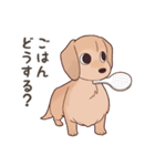 ダックス大好き！家族の連絡専用◆クリーム（個別スタンプ：1）