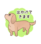 ダックス大好き！家族の連絡専用◆クリーム（個別スタンプ：11）