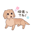 ダックス大好き！家族の連絡専用◆クリーム（個別スタンプ：12）