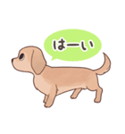 ダックス大好き！家族の連絡専用◆クリーム（個別スタンプ：13）