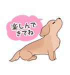 ダックス大好き！家族の連絡専用◆クリーム（個別スタンプ：16）