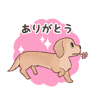 ダックス大好き！家族の連絡専用◆クリーム（個別スタンプ：17）