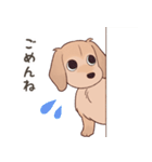ダックス大好き！家族の連絡専用◆クリーム（個別スタンプ：18）